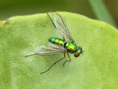 (Globiferum Long-legged Fly) female