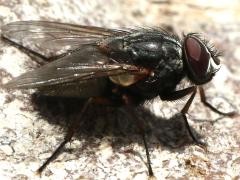 (False Stable Fly) lateral