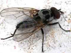 (Root-maggot Fly) male dorsal