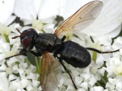 (Dorycera Picture-winged Fly) female dorsal