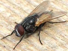 (Common House Fly) male dorsal