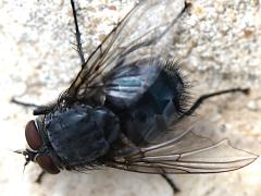 (Blue Blowfly) male dorsal