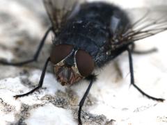 (Blue Blowfly) male frontal