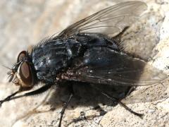 (Blue Blowfly) male grooming