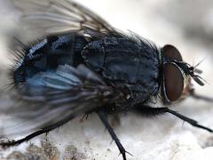 (Blue Blowfly) male lateral