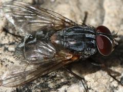 (False Stable Fly) dorsal