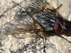 (False Stable Fly) frontal