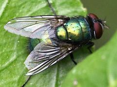 (Common Greenbottle Fly) male dorsal
