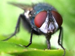 (Common Greenbottle Fly) male face