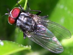(Muscoid Fly) male dorsal