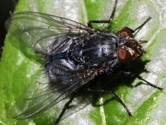 (Blue Blowfly) female frontal