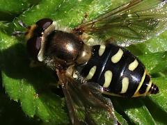 (Migrant Hover Fly) female dorsal