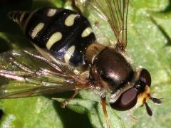 (Migrant Hover Fly) female lateral