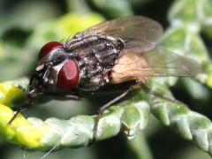 (Common House Fly) female lateral