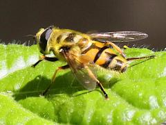 (Yellow-haired Sun Fly) lateral