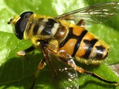 (Yellow-haired Sun Fly) male dorsal