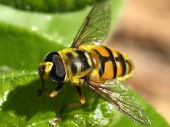(Yellow-haired Sun Fly) male frontal
