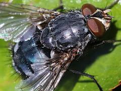 (Blue Blowfly) male frontal