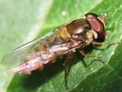 (Marmalade Hover Fly) male dorsal