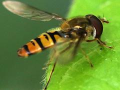 (Marmalade Hover Fly) male lateral