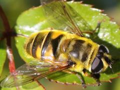 (Yellow-haired Sun Fly) female frontal