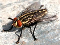 (Sarcophagidae Flesh Fly) profile