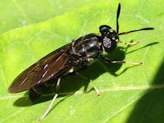 (Black Soldier Fly) lateral