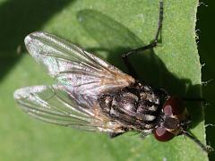 (Common House Fly) female dorsal