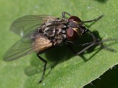 (Common House Fly) female lateral