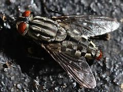 (Sarcophaga Flesh Fly) lateral