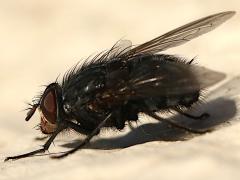 (Blue Blowfly) lateral