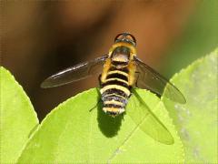 (Villa Bee Fly) dorsal