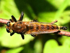 (Red-footed Cannibalfly) dorsal