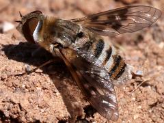 (Fenestratoid Bee Fly) dorsal