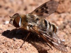 (Fenestratoid Bee Fly) lateral
