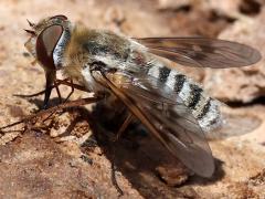 (Pallid Bee Fly) lateral
