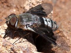 (Selene Bee Fly) dorsal