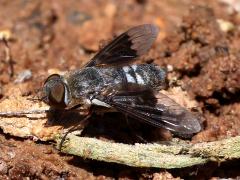 (Selene Bee Fly) lateral