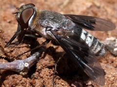 (Selene Bee Fly) rear
