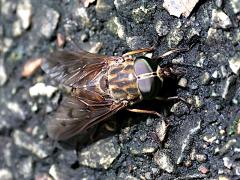 (Tabanus Horse Fly) dorsal