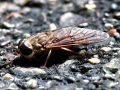 (Tabanus Horse Fly) lateral