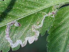 (Hairy Beggarticks) Agromyzidae Leafminer Fly upperside mine on Hairy Beggarticks