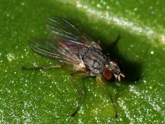 (Coenosiini Fly) lateral