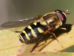 (Black-margined Flower Fly) male dorsal