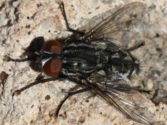 (Winthemia Bristle Fly) dorsal