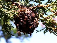 (Eastern Red Cedar) Cedar-Apple Rust gall on Eastern Red Cedar