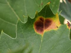 Sycamore Anthracnose on American Sycamore