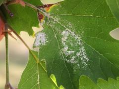 (Sycamore Powdery Mildew) on American Sycamore