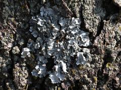 (Parmelioideae Shield Lichen) on Honey Locust