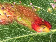 (Callery Pear) Cedar-Hawthorn Rust upperside spots on Callery Pear